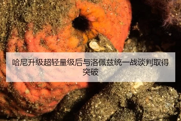 哈尼升级超轻量级后与洛佩兹统一战谈判取得突破